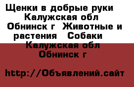 Щенки в добрые руки. - Калужская обл., Обнинск г. Животные и растения » Собаки   . Калужская обл.,Обнинск г.